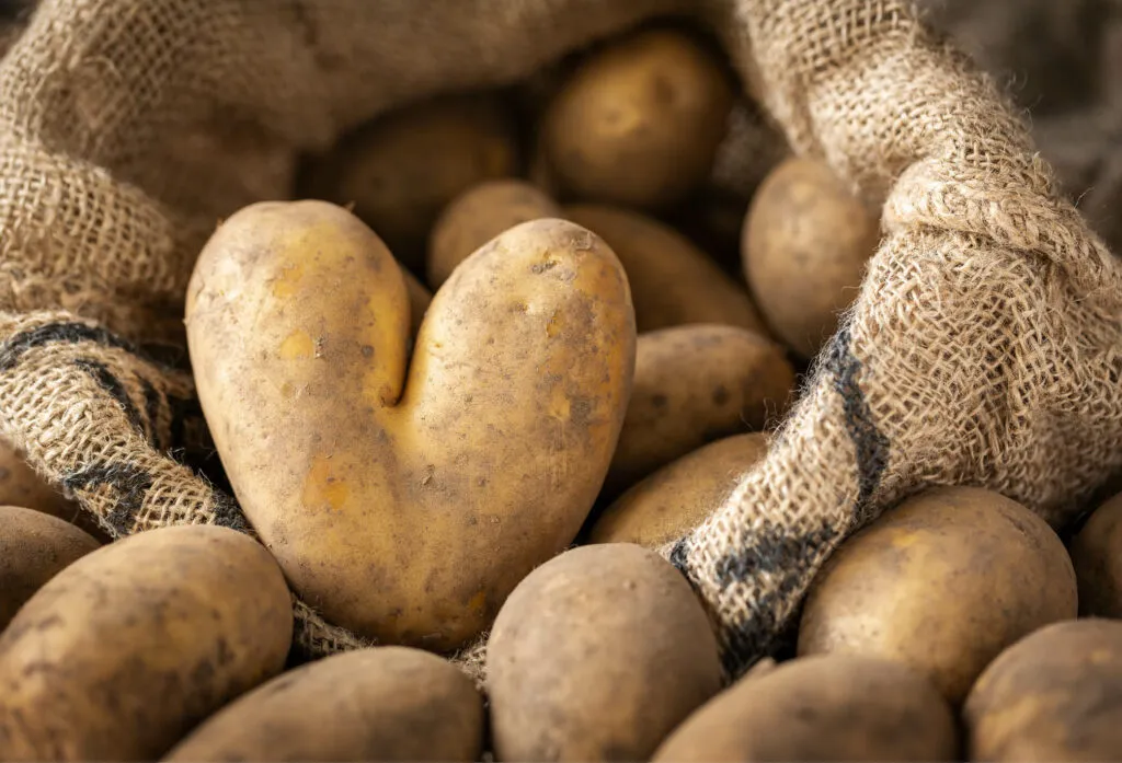 En säck potatis med en annorlunda potatis i förgrunden formad som ett hjärta. Symbolisk bild för potatisens dag och Sociala Missionens historia med hjälp till människor i utsatthet som startade till följd av potatisupproret i Stockholm för över hundra år sen.