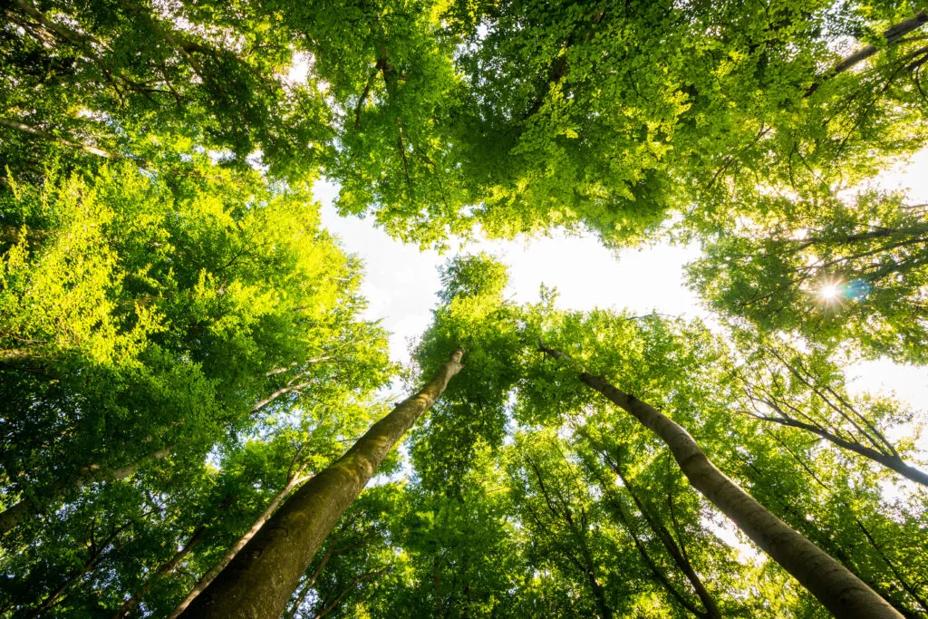 Bild underifrån i en skog på stora och vackert grönskande trädkronor.