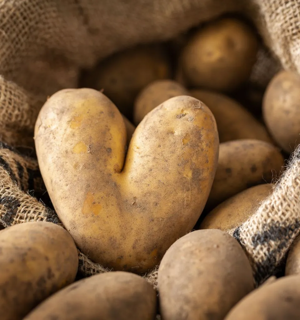 Bild på en äldre tygpåse fylld av potatisar. I mitten är en ovanlig potatis formad till ett hjärta, i skärpa i bild.