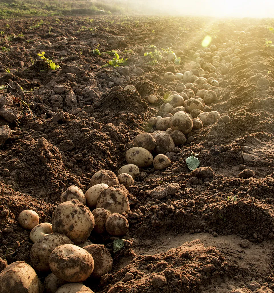 Bild på potatis som odlas i mängder i ett potatisland med sol längst bort i bild. Symbolisk bild för att Sociala Missionens hjälparbete, med start i potatisupproret för över hundra år sendan, fortsätter även framåt.