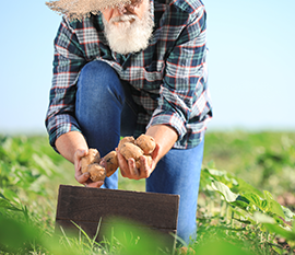 En äldre man på ett potatisfält, samlande potatisar för att stoppa ner flera i en låda.