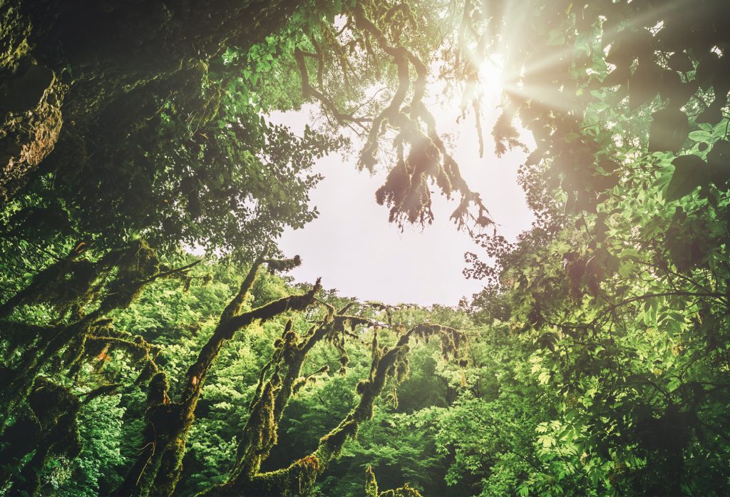 Bild från en skog, tagen nedifrån upp mot grönskande trädkronor som bildar en öppning mot himlen där solen tittar in. Symbolisk bild för "LIVSMOD", samlingsnamnet för de gratis seminarier som Sociala Missionen arrangerar med fokus på äldres fysiska och existentiella hälsa, i Stockholm.